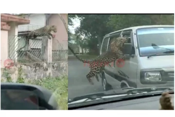 சோலமுத்தா.... சிக்கி இருந்தா... - காரைத் தாக்க சீறிப் பாய்ந்து வந்த புலி.. - அதிர்ச்சி வீடியோ...!