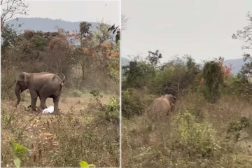 Viral Video: ஆக்ரோஷமாக நபரை புரட்டிய எடுத்த யானை! நூலிழையில் உயிர்தப்பிய காட்சி