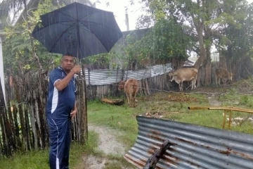 யாழ். பருத்தித்துறையில் இறைச்சிக்காக திருடப்பட்ட மூன்று பசு மாடுகள் மீட்பு (Photo)