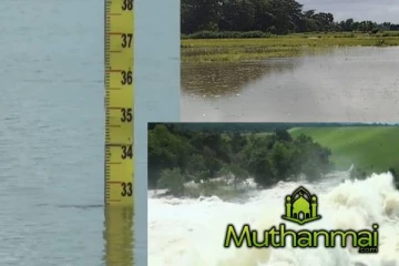 மட்டக்களப்பில் தொடர் மழையால் அழிவடைந்துள்ள வயல்கள்