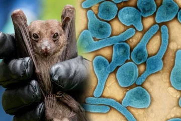 ஆப்பிரிக்காவில் வேகமாக பரவும் மார்பர்க் வைரஸ்: இறப்பு விகிதத்தை கண்டு அச்சப்படும் உலக நாடுகள்