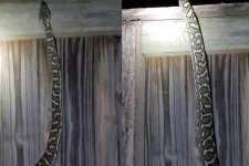 தோட்டத்துக்கு சென்ற பெண்... ஆளுயரத்திற்கு எழுந்து நின்ற மலைப்பாம்பு: ஒரு திகில் வீடியோ