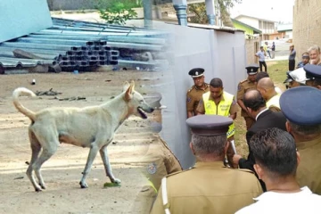 நாயை காப்பாற்றும் முயற்சியில் பரிதாபமாக உயிரிழந்த நபர்