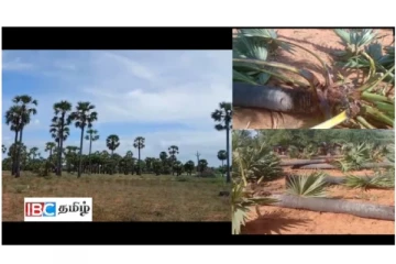 இராமநாதபுரத்தில் பனை மரங்கள் லட்சக்கணக்கில் வெட்டிச் சாய்ப்பு - சமூக ஆர்வலர்கள் குற்றச்சாட்டு