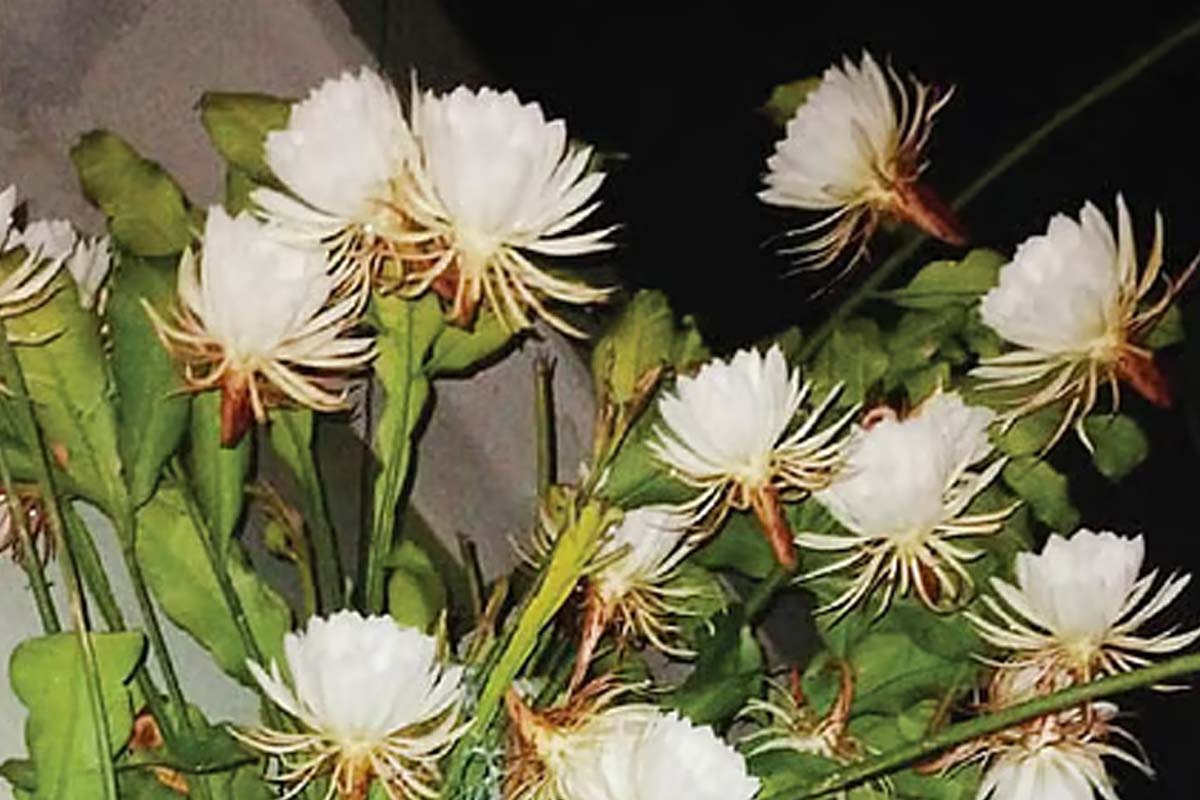 அதிர்ஷ்டத்தை வீட்டிற்கு கொண்டுவரும் அதிசய பூ... ஏற்காடில் பூத்த பிரம்ம கமல பூ | Brahma Kamalam Flower That Bloomed In People Pooja