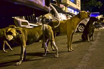 யாழில் திடீரென குறுக்கே பாய்ந்த நாயால் இளைஞனுக்கு நேர்ந்த கதி