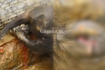 පැය 20කට වඩා වගා ළිඳක කොටු වී සිටින වන අලියෙක් - ගොඩ ගන්න දැඩි පරිශ්රමයක්.. සංවේදී දසුන් සහිතයි.. (PHOTOS/VIDEO)