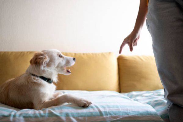 நாய்களால் தொல்லை; மனைவியிடம் விவாகரத்து கோரிய கணவர் | Husband Seeks Divorce Wife Over Dog Harassment நாய்களால் தொல்லை; மனைவியிடம் விவாகரத்து கோரிய கணவர் | Husband Seeks Divorce Wife Over Dog Harassment