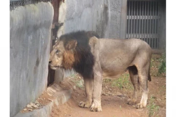 தமிழகத்தில் உள்ள சிங்கங்களையும் விட்டுவைக்காத கொரோனா