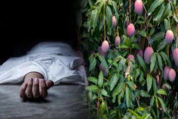 யாழில் மாங்காய் பறிக்க முயன்றவர் பலி