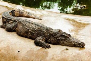 முதலை தாக்கி படுகாயமடைந்த பாடசாலை மாணவன்