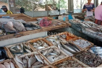 මාළු මිල ගණන් හිටි හැටියේ පහළ බසී..නව මිල ගණන් මෙන්න.