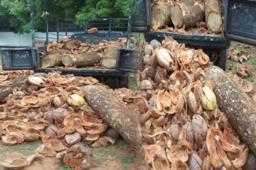 யாழில் தேங்காய் மட்டைக்குள் மறைத்து வைக்கப்பட்ட மர்ம பொருள்!