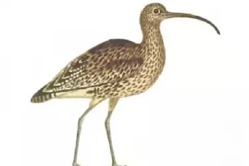 30 ஆண்டுகளுக்கு முன்பு காணப்பட்ட பறவை இனம்.., தற்போது அழிந்துவிட்டதாக அறிவிப்பு