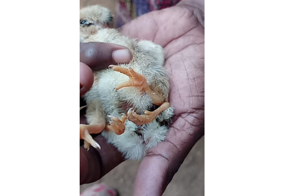 நான்கு கால்களுடன் பிறந்த கோழிக்குஞ்சு நான்கு நாட்களின் பின் உயிரிழப்பு | A Chick Born With Four Legs Dies After Four Days