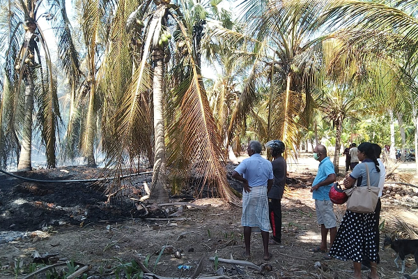 திடீரென பரவிய தீயினால் பயன்தரு தென்னைகள் கருகின! | Incidents Of Forest Fires On The Rise In Kilinochi