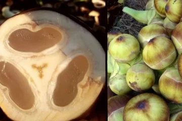நுங்கு சாப்பிடுவதன் மருத்துவ நன்மைகள்!