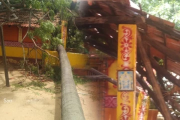 யாழில் வீசிய கடும் காற்றால் கோவில் மீது விழுந்த பனைமரம்