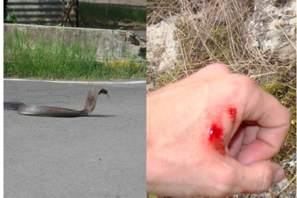 வழியில் வந்த பாம்பை கடவுள் அனுப்பியதாக கூறி பெண் செய்த காரியம்! அடுத்து நடந்த துயரம் | Jarkhand Snake Arrive Girl Take Snake Death