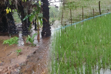 மட்டக்களப்பில் வெள்ளத்தில் மூழ்கிய மேட்டு நிலப் பயிர்கள்