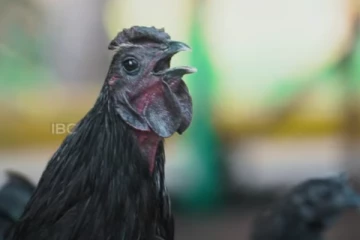 தமிழர் பகுதியில் பட்டையை கிளப்பும் கருங்கோழி வளர்ப்பு! (Video)