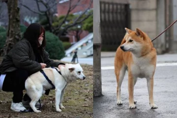 நாய்களை வளர்க்க கூடாது! ஆனால் இறைச்சி உண்ணலாம் - அதிரடி தடை விதித்த நாடு