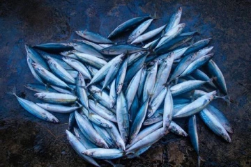 போமலின் நச்சுப் பதார்த்தம் கலக்கப்பட்ட மீன்கள் விற்பனை- பொது மக்கள் குற்றச்சாட்டு