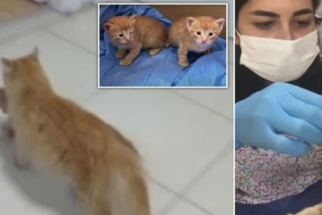 உதவி பண்ணுங்க: தன்னுடைய குட்டியை மருத்துவமனைக்கு தூக்கி சென்ற பூனை