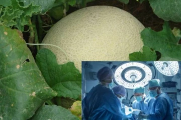 கனடாவில் இந்தப் பழத்தை சாப்பிட 5 பேருக்கு நேர்ந்த சோகம்!