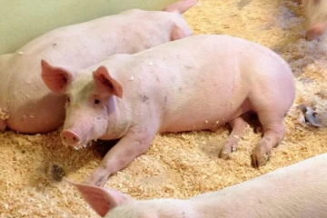 பன்றிகளுக்கு பரவும் வைரஸ் தொற்று காரணமாக விதிக்கப்பட்ட புதிய தடை