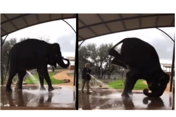 நாங்க இப்படியும் குளிப்போம்ல.. வைரலாகும் யானையின் வீடியோ