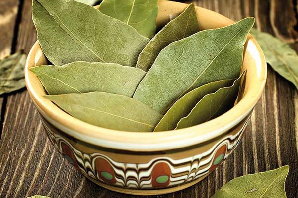 சிறுநீரக பிரச்னையை சரி செய்யும் பிரியாணி இலை | Biryani Leaves Cure Kidney Problems