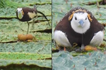 மழையில் நனைந்துக்கொண்டு தனது முட்டைகளை பாதுகாக்கும் பறவை! வைரல் காணொளி