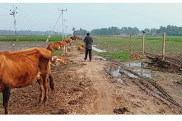 வீதிகளில் கட்டப்படும் மாடுகள் ஏலத்தில் விடப்படும்: தவிசாளர் எச்சரிக்கை(Photos)