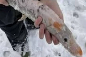 அமெரிக்காவில் அரிய வகை மீன் இனம் கண்டுபிடிப்பு! (Photos)