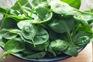 கோடைக் காலம் வந்தாச்சு! பசலைக்கீரை அதிகம் சாப்பிடுங்க