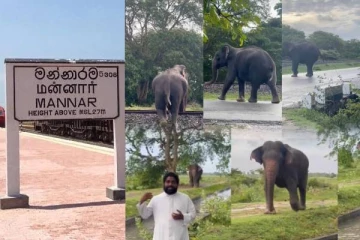 மன்னாரில் தொடரும் காட்டு யானைகளின் நடமாட்டம்: அசௌகரியங்களுக்கு உள்ளாகியுள்ள மக்கள்
