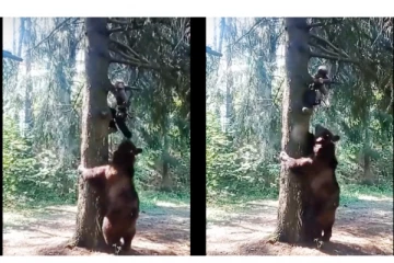 கரடியிடம் சிக்கிய நபர் - கொல வெறியில் கடித்து குதற முயற்சித்த கரடி.... - அதிர்ச்சி வீடியோ வைரல்...!