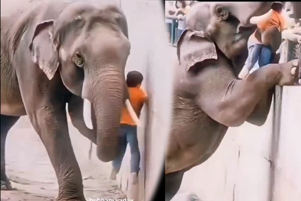 சிறுவனைக் காப்பாற்றி பெற்றோரிடம் ஒப்படைத்த யானை: வேற லெவல் காணொளி | Elephant Save Children Trending Video