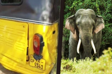 திருகோணமலையில் காட்டுயானை அராஜகம்: பொதுமக்கள் கவலை (Photos)