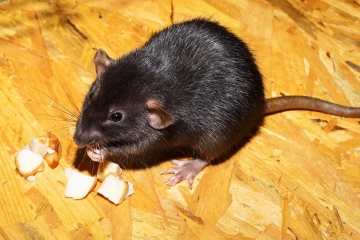 எலிக்காய்ச்சல் தொடர்பில் சுகாதார அதிகாரிகள் எச்சரிக்கை