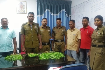 அம்பாறையில் சூட்சுமமான முறையில் கஞ்சா செடி வளர்ப்பு:ஒருவர் கைது (Video)