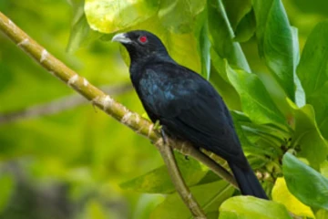 මෙවර අවුරුදු සමයේ කොවුල් නාදයේ වෙනසක් - පරිසරවේදීන්ගෙන් විශේෂ අනාවරණයක්