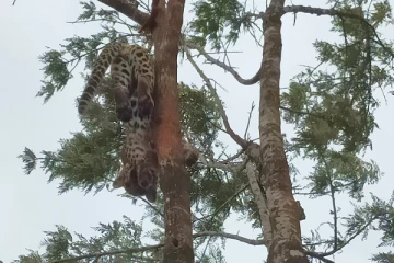 வனராஜா பகுதியில் மரத்திலிருந்த சிறுத்தை உயிரிழப்பு  (video)