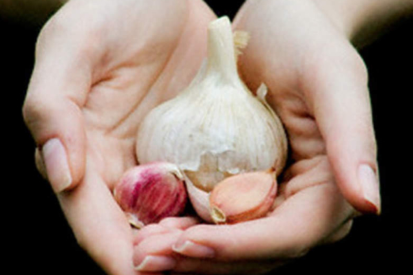 குளிர் காலத்தில் சளி வாட்டி எடுகின்றதா? பூண்டை இப்படி சாப்பிடுங்கள்! | Do You Catch Colds In Winter Eat Garlic குளிர் காலத்தில் சளி வாட்டி எடுகின்றதா? பூண்டை இப்படி சாப்பிடுங்கள்! | Do You Catch Colds In Winter Eat Garlic