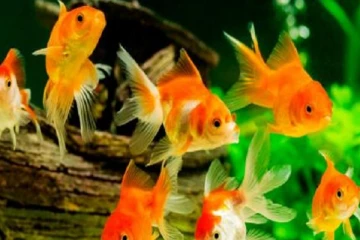 அலங்கார மீன்களால் வருமானம் ஈட்டிய இலங்கை!