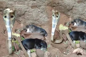 நாய் குட்டிகளை பாதுகாத்த நாகப்பாம்பு - யாரையும் அருகில் வரவிடாமல் சீறி நின்றதால் பரபரப்பு