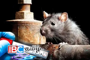 எலிக்காய்ச்சலினால் அதிகரிக்கும் உயிரிழப்பு! பொது மக்களுக்கு விடுக்கப்பட்டுள்ள அறிவுறுத்தல்