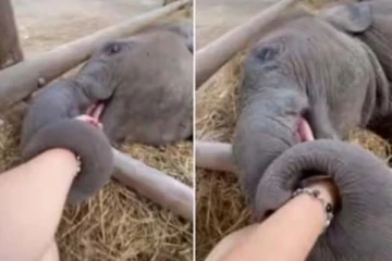 உரிமையாளரை பாடாய் படுத்தும் குட்டி யானையின் கியூட் ரியாக்ஷன்! வைரல் காணொளி இதோ