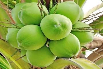 விவசாய அமைச்சு எடுத்துள்ள புதிய நடவடிக்கை